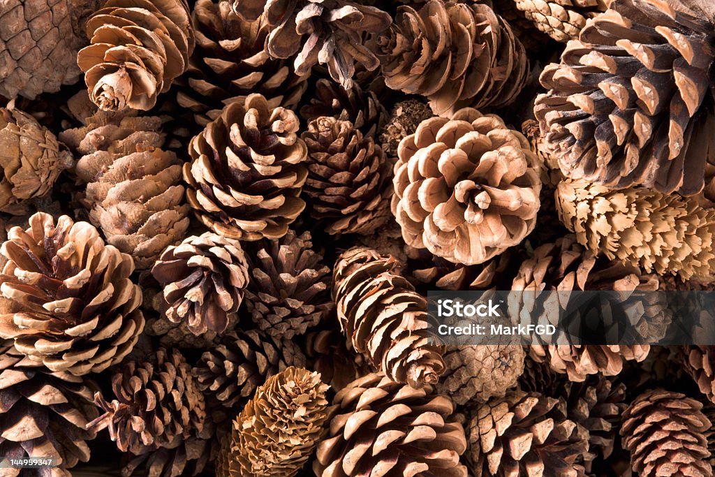 Pinecones primo piano - Foto stock royalty-free di Pigna - Strobilo