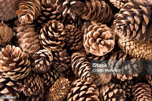 Pinecones 클로즈업 솔방울-코니퍼 방울에 대한 스톡 사진 및 기타 이미지 - 솔방울-코니퍼 방울, 0명, 갈색