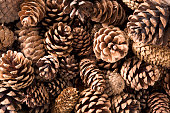 Close-up shot of numerous pine cones