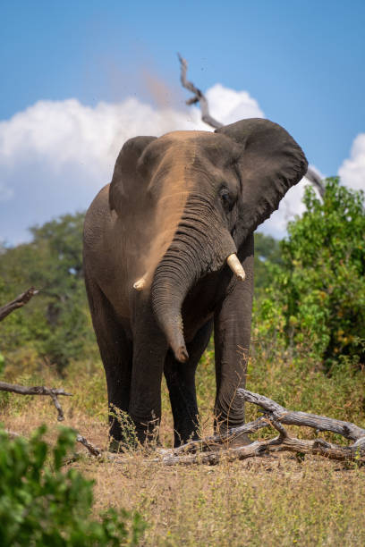 istock African elephant stands over log throwing earth 1449593763