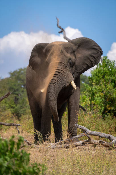 istock African elephant stands over log squirting earth 1449594345