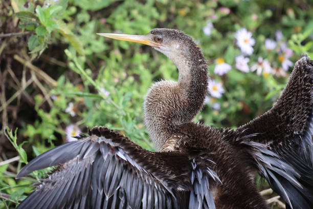 istock Cormorant Feathers Drying In Florida 1449594557