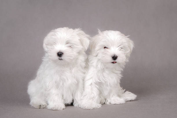 istock Two Maltese dog puppies 144959467