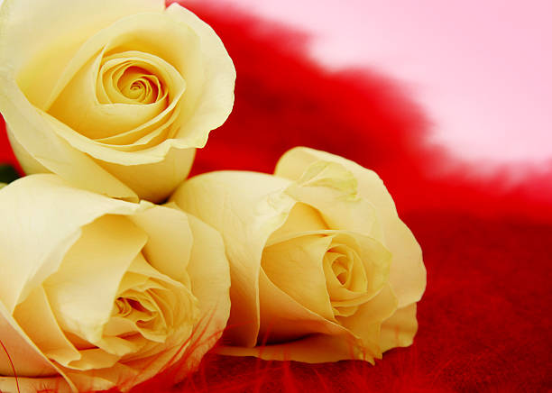 Valentine de Flores - fotografia de stock