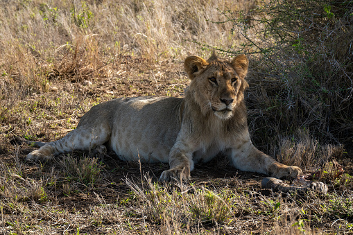 African lion lying on the ground and observing its surroundings in an open area in the wildlife nature reserve in Africa