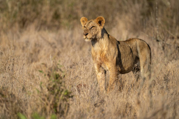 istock Young male lion stands in tall grass 1449595013