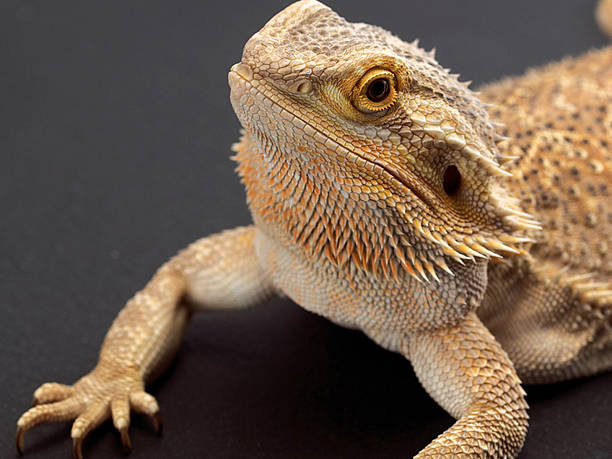 istock Bearded Dragon Pogona Vitticeps 144959516