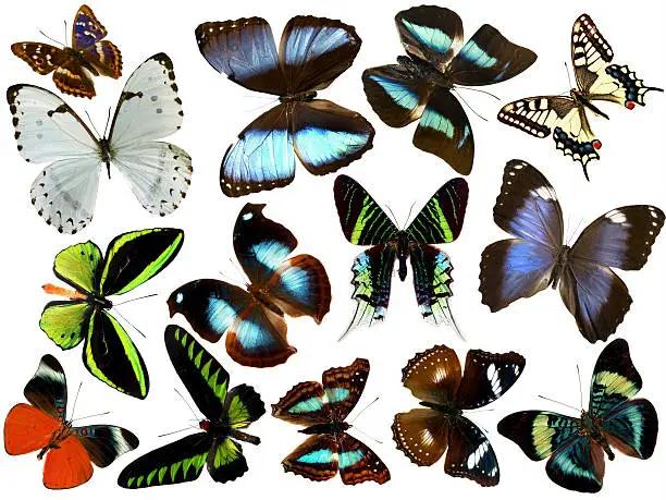 isolated butterflies