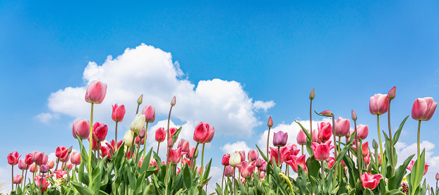 Field of tulips and daffodils against blue sky with white clouds, colorful spring banner with copy space