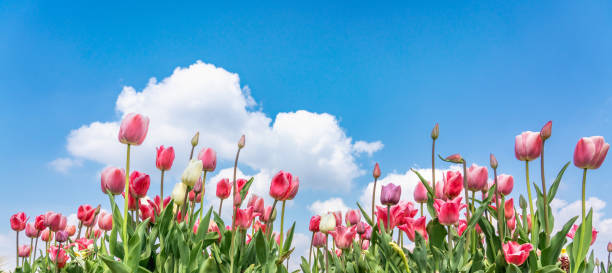 tulips banner with sky - lale fotoğraflar stok fotoğraflar ve resimler