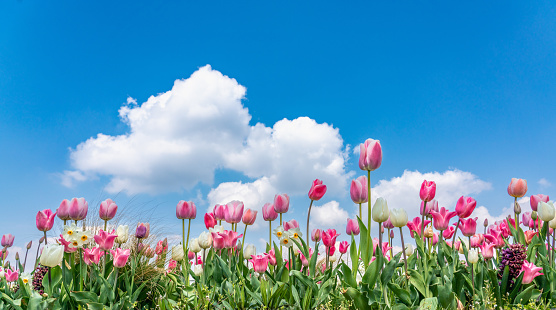 Spring banner of tulips in pink and purple against bright blue sky with clouds and copy space
