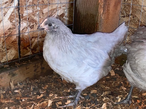 Lavender Orpington Pullet, 8 weeks old