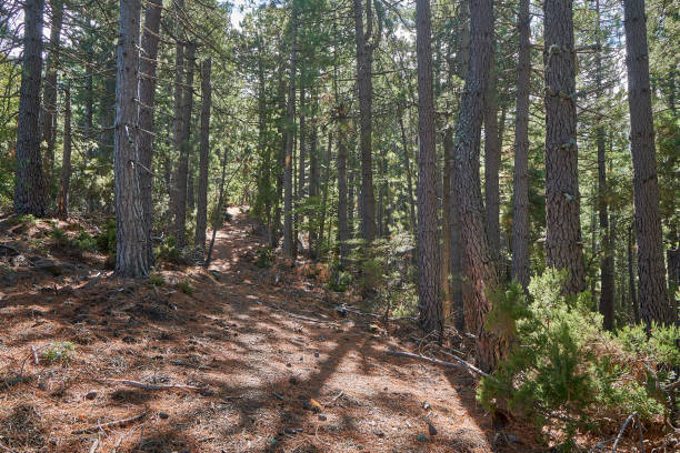 istock Hiking trail to Monte San Pedrone 1449596830