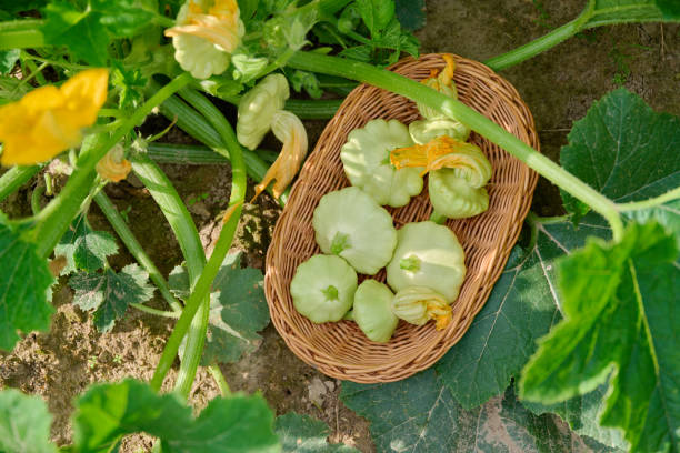 close-up basket with fresh pattypan in garden, top view - pattypan squash imagens e fotografias de stock