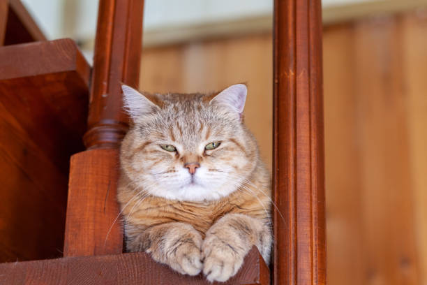 istock Cat on the refrigerator, the cat looks down from the evening 1449598315