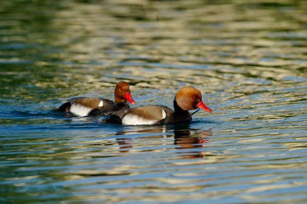 Red crested pochard (Netta rufina) two males of Red crested pochard netta rufina stock pictures, royalty-free photos & images
