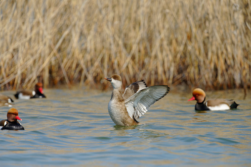 female Red crested pochard among males