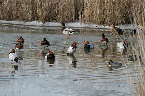 Group of ducks in winter, pochards and mallards