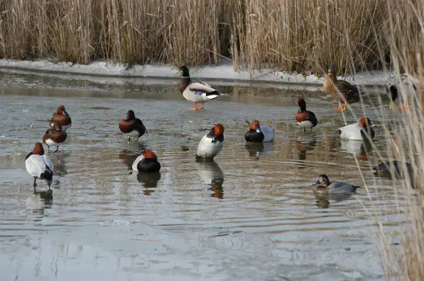 Photo of Group of ducks, pochards and mallards