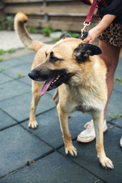 istock A cheerful light brown dog in an animal shelter 1449598794