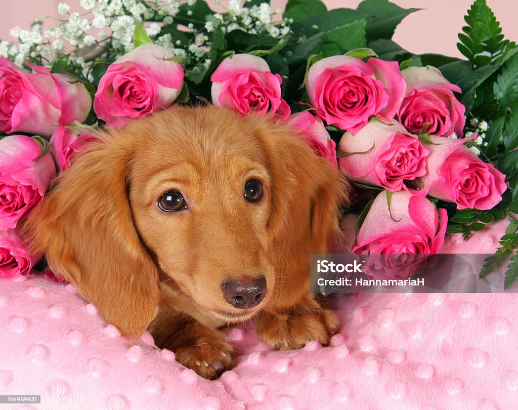 Valentine puppy - Zbiór zdjęć royalty-free (Bukieciarstwo)