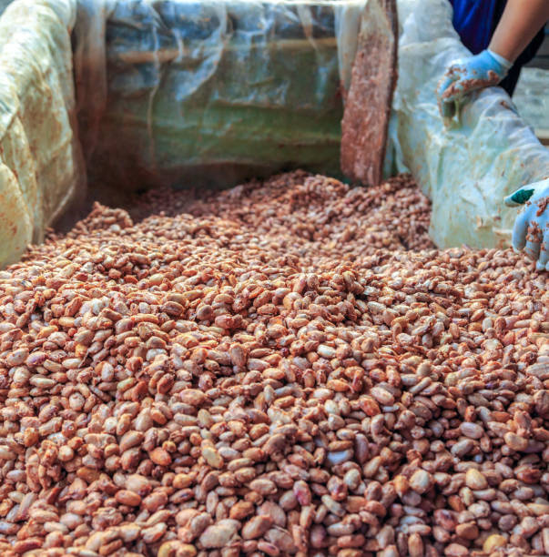 istock fermenting fresh cocoa seeds to make chocolate. Workers scoop fermented cocoa seeds into vats to dry in the sun. 1449599323