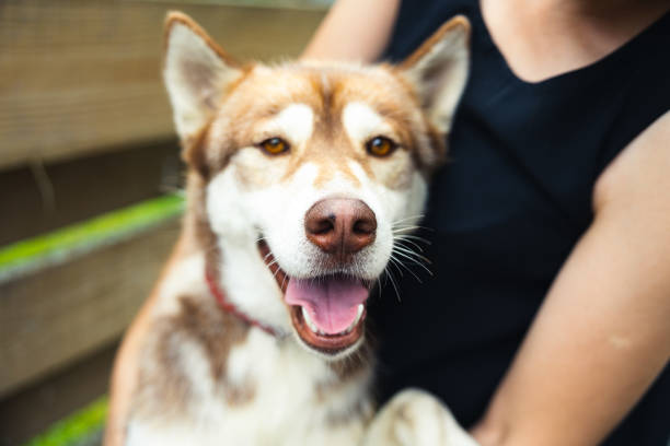 istock Cheerful light brown husky dog 1449600078