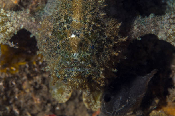 istock Painted frogfish camouflaging on coral reef - 1449600434