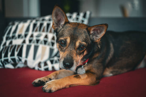 Small Dog Lying on Couch A small dog lies on a couch and looks at the camera rescued dog stock pictures, royalty-free photos & images