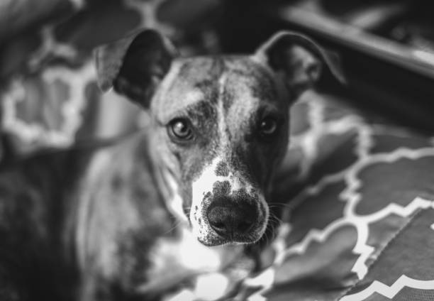 istock Portrait of a Cute Dog 1449600607