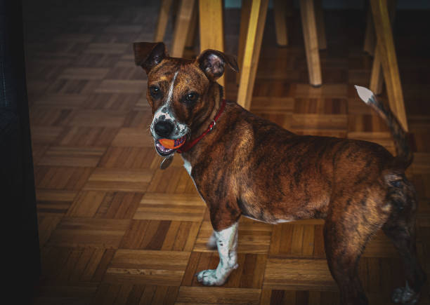 istock Small Dog Plays with Toys 1449600620