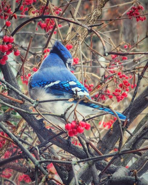 1,200+ Blue Jay Winter Stock Photos, Pictures & Royalty-Free