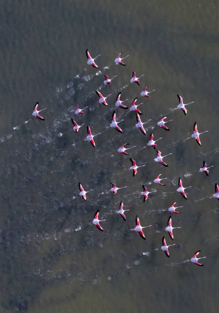 istock Kos Island Flamingo Birds Flying 1449604495