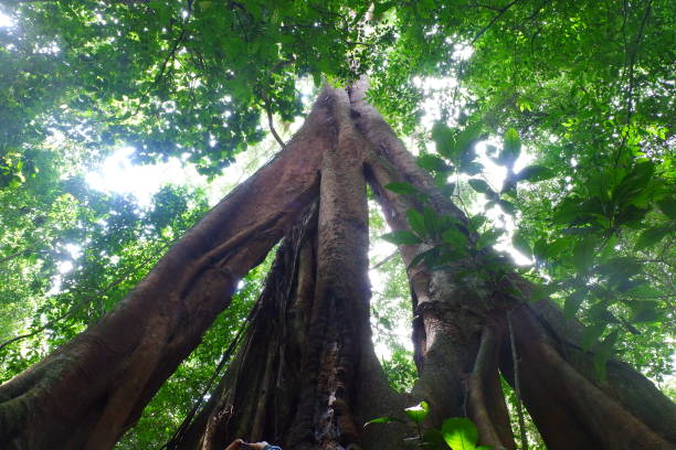 A large tree trunk towering over the leaves in the Way Kalam forest, Kalianda, South Lampung This is a direct angle shot of the underside of a towering tree, showing the massive tree trunk surrounded by leaves. corcovado stock pictures, royalty-free photos & images