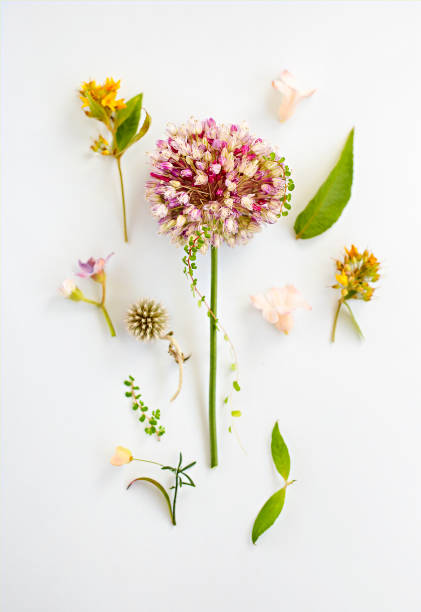 istock Natural composition of fresh flowers 1449606140
