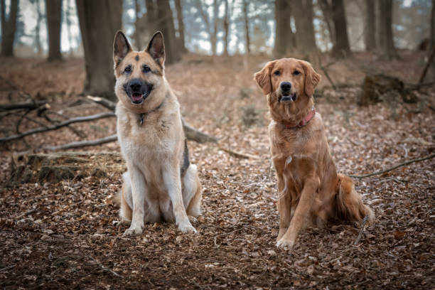 istock Golden Retriever and German Shepherd Dog in a forest 1449606216
