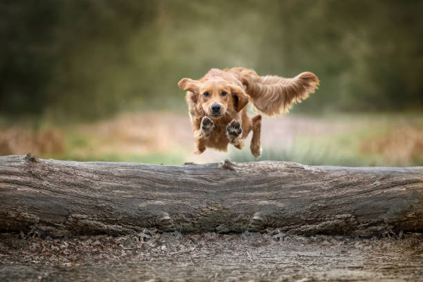 istock Golden Retriever jumping and flying over a log with paws up 1449606258