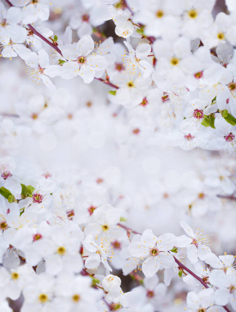 istock Springtime. White cherry tree blooming flowers. White background. Spring flowers background, greeting card, banner, frame, border.Copy space. 1449606795