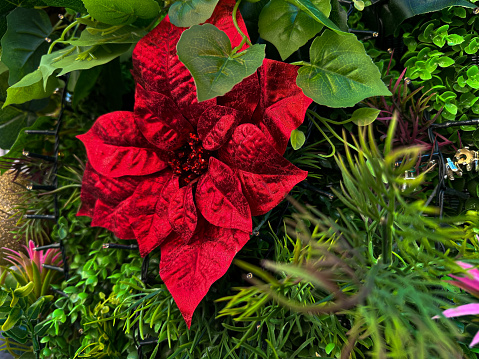 A single, red Christmas poinsettia flower, shown close-up. A Christian symbol and festive holiday blooming plant. Petals allow room for copy space.