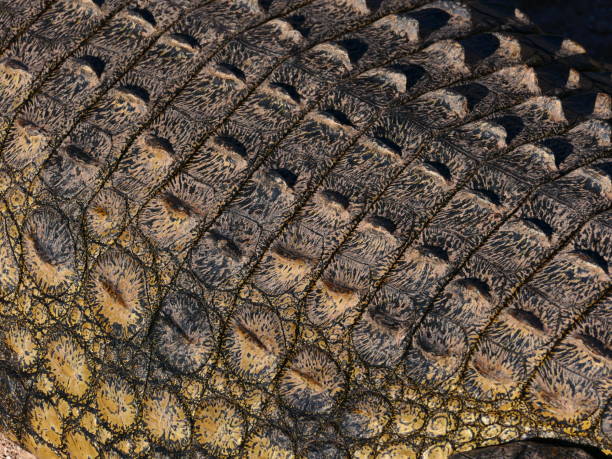 istock Crocodile skin, Crocoparc, Agadir 1449606902