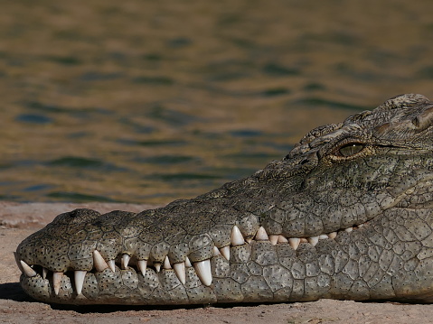 Crocodile head, crocopark, Agadir