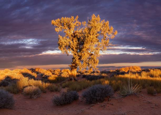 Lone Juniper Tree at Sunset in Winter - Warm sunset light and cool blue shadows scenic Pinyon-Juniper woodland area with mountain views. Patches of snow in sagebrush meadows. Flat Tops Mountains view, Colorado USA.