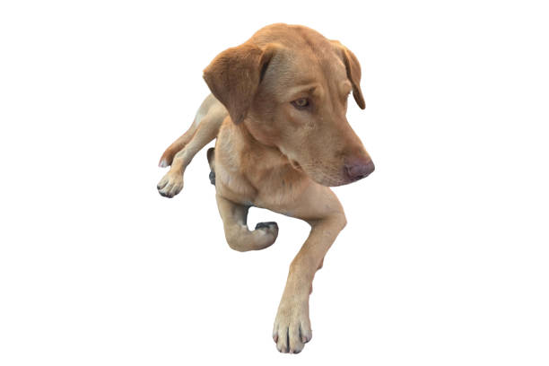 istock Brown dog on white background isolated 1449608701