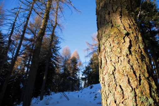 Pine trunk details, winter season, horizontal orientation
