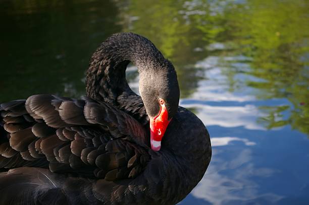 Black swan grooming feathers by water stock photo