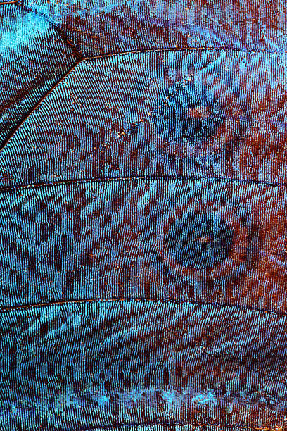 istock Extreme macrophoto of a blue butterfly wing 144961577