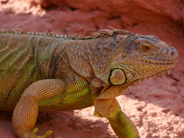 istock Iguana, crocopark, Agadir 1449616040