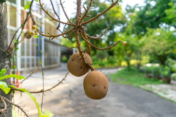 istock Cannonball tree blooming or Shorea robusta flower. 1449616546