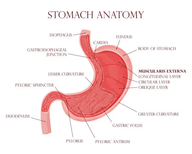 Vector illustration of Human stomach inside visualization