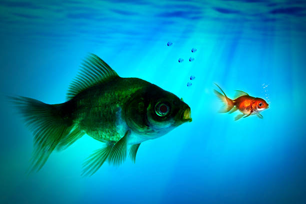 istock bigger fish tries to eat the small one. 144961689